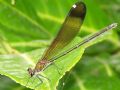 Calopteryx haemorrhoidalis